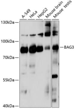 Invitrogen BAG3 Polyclonal Antibody 100 &mu;L; Unconjugated:Antibodies,
