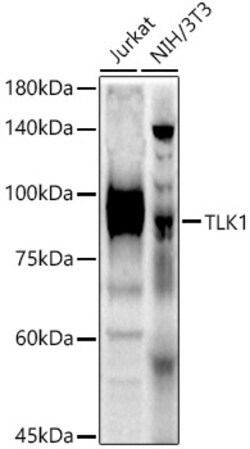 Invitrogen TLK1 Polyclonal Antibody 100 &mu;L; Unconjugated:Antibodies,