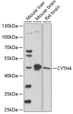 Invitrogen Cytohesin 4 Polyclonal Antibody 100 &mu;L; Unconjugated:Antibodies,