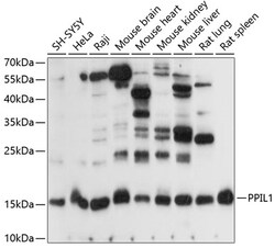 Invitrogen PPIL1 Polyclonal Antibody 100 μL; Unconjugated:Antibodies,