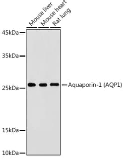 Invitrogen Aquaporin 1 Polyclonal Antibody 100 &mu;L; Unconjugated:Antibodies,