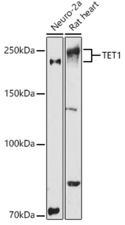 Invitrogen TET1 Polyclonal Antibody 100 μL; Unconjugated:Antibodies,