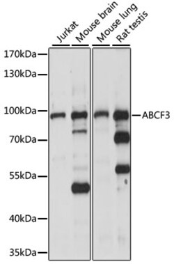 Invitrogen ABCF3 Polyclonal Antibody 100 &mu;L | Buy Online | Invitrogen&trade; | Fisher Scientific