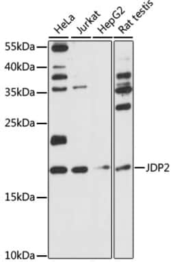 Invitrogen JDP2 Polyclonal Antibody 100 &mu;L; Unconjugated:Antibodies,