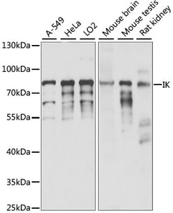Invitrogen RED Polyclonal Antibody 100 &mu;L; Unconjugated:Antibodies,
