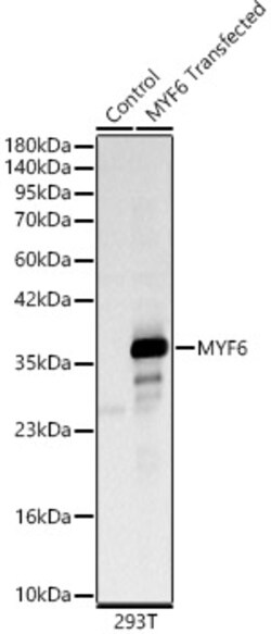 Invitrogen MYF6 Polyclonal Antibody 100 &mu;L; Unconjugated:Antibodies,