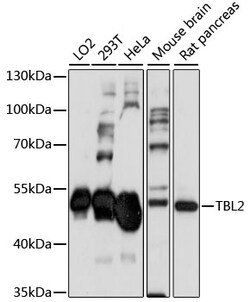 Invitrogen TBL2 Polyclonal Antibody 100 &mu;L; Unconjugated:Antibodies,