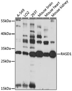 Invitrogen RASD1 Polyclonal Antibody 100 &mu;L; Unconjugated:Antibodies,