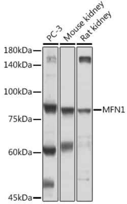 Invitrogen MFN1 Polyclonal Antibody 100 &mu;L; Unconjugated:Antibodies,