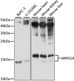 Invitrogen MRPS14 Polyclonal Antibody 100 &mu;L; Unconjugated:Antibodies,