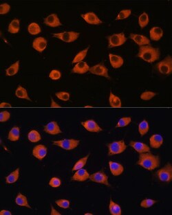 Invitrogen DNER Polyclonal Antibody 100 &mu;L; Unconjugated:Antibodies,