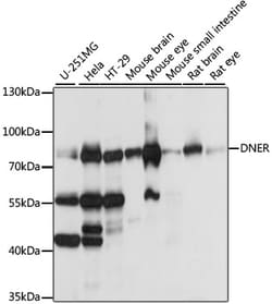 Invitrogen DNER Polyclonal Antibody 100 &mu;L; Unconjugated:Antibodies,