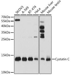 Invitrogen Cystatin C Polyclonal Antibody 100 μL; Unconjugated:Antibodies,