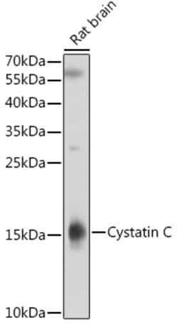 Invitrogen Cystatin C Polyclonal Antibody 100 μL; Unconjugated:Antibodies,