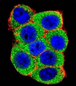 Invitrogen E6AP Polyclonal Antibody 400 &mu;L; Unconjugated:Antibodies,