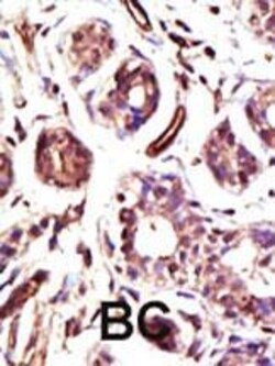 Invitrogen E6AP Polyclonal Antibody 400 &mu;L; Unconjugated:Antibodies,