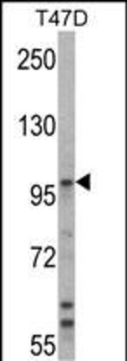 Invitrogen E6AP Polyclonal Antibody 400 &mu;L; Unconjugated:Antibodies,