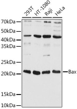 Invitrogen BAX Polyclonal Antibody 100 &mu;L; Unconjugated:Antibodies,