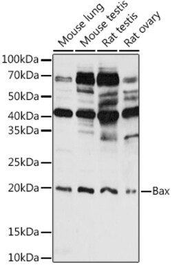 Invitrogen BAX Polyclonal Antibody 100 &mu;L; Unconjugated:Antibodies,