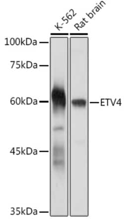 ETV4 Polyclonal Antibody:Antibodies, Polyclonal