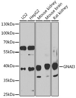 Invitrogen GNAI3 Polyclonal Antibody 100 &mu;L; Unconjugated:Antibodies,