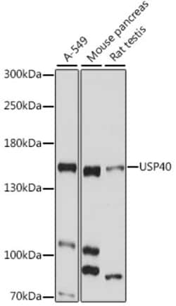 USP40 Polyclonal Antibody:Antibodies, Polyclonal