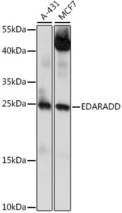 Invitrogen EDARADD Polyclonal Antibody 100 &mu;L; Unconjugated:Antibodies,