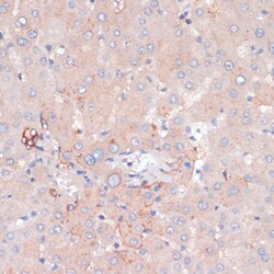 Invitrogen ZNRF3 Polyclonal Antibody 100 &mu;L; Unconjugated:Antibodies,