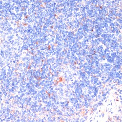 Invitrogen ZNRF3 Polyclonal Antibody 100 &mu;L; Unconjugated:Antibodies,