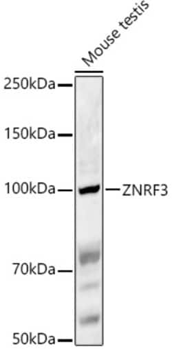 Invitrogen ZNRF3 Polyclonal Antibody 100 &mu;L; Unconjugated:Antibodies,