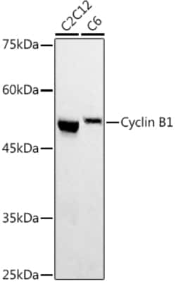 Cyclin B1 Polyclonal Antibody 100 &mu;L | Buy Online | Invitrogen | Fisher Scientific