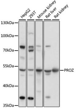 Protein Z Polyclonal Antibody, Invitrogen 100 &mu;L; Unconjugated:Antikörper