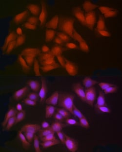 Invitrogen™ IDO Polyclonal Antibody