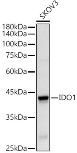 Invitrogen IDO Polyclonal Antibody 100 &mu;L; Unconjugated:Anticuerpos