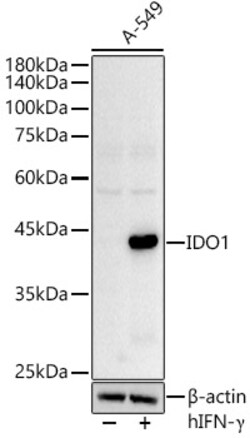 Invitrogen IDO Polyclonal Antibody 100 &mu;L; Unconjugated:Anticuerpos