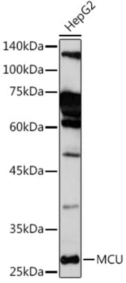 MCU Polyclonal Antibody, Invitrogen 100 &mu;L; Unconjugated:Antibodies,