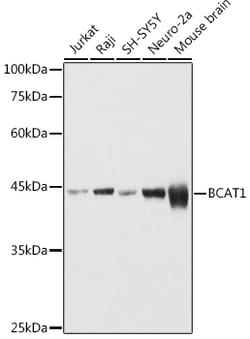 Invitrogen BCAT1 Polyclonal Antibody 100 &mu;L; Unconjugated:Antibodies,