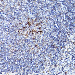 Invitrogen BOK Polyclonal Antibody 100 μL; Unconjugated:Antibodies,