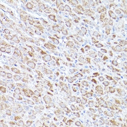 Invitrogen BOK Polyclonal Antibody 100 μL; Unconjugated:Antibodies,