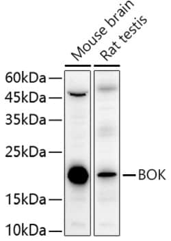 Invitrogen BOK Polyclonal Antibody 100 μL; Unconjugated:Antibodies,