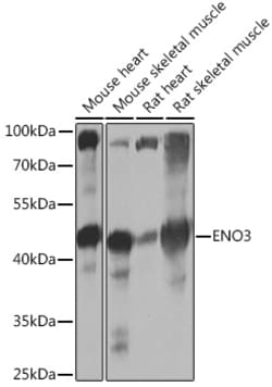 Invitrogen ENO3 Polyclonal Antibody 100 &mu;L; Unconjugated:Antibodies,
