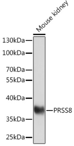 Invitrogen Prostasin Polyclonal Antibody 100 &mu;L; Unconjugated:Antibodies,