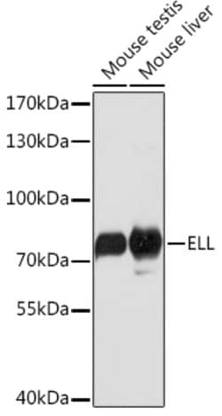 Invitrogen ELL Polyclonal Antibody 100 &mu;L; Unconjugated:Antibodies,