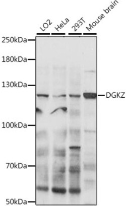 Invitrogen DGKZ Polyclonal Antibody 100 &mu;L; Unconjugated:Antibodies,