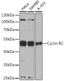 Invitrogen Cyclin B2 Polyclonal Antibody 100 &mu;L; Unconjugated:Antibodies,