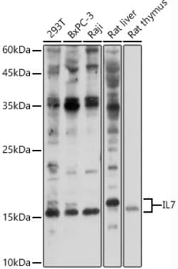 Invitrogen IL-7 Polyclonal Antibody 100 &mu;L; Unconjugated:Antibodies,