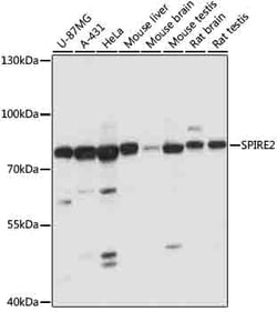 Invitrogen SPIRE2 Polyclonal Antibody 100 &mu;L; Unconjugated:Antibodies,