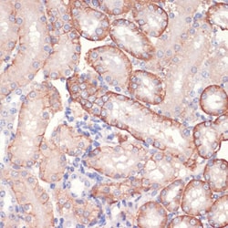Invitrogen AMPK alpha-1 Polyclonal Antibody 100 &mu;L; Unconjugated:Antibodies,