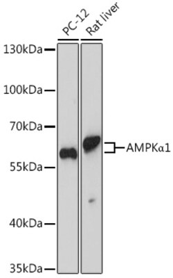 Invitrogen AMPK alpha-1 Polyclonal Antibody 100 &mu;L; Unconjugated:Antibodies,