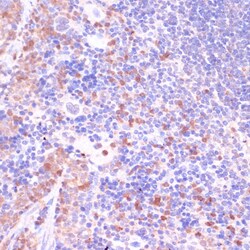 Invitrogen UGT2B15 Polyclonal Antibody 100 &mu;L; Unconjugated:Antibodies,